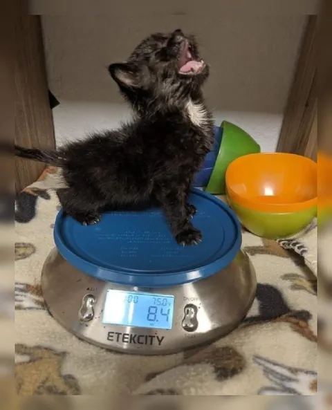 Cat Weighs 8.4