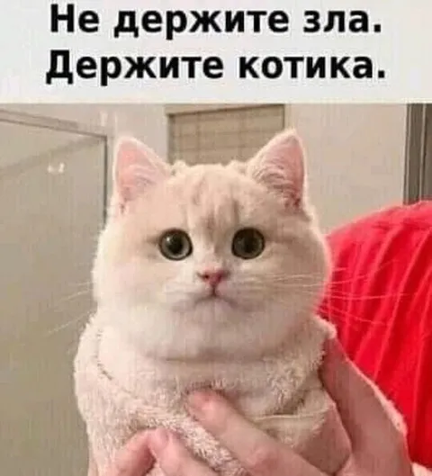 Не держите зла, держите котика