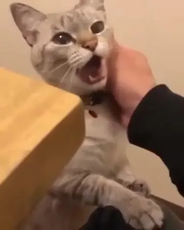 Кот громко возмущается