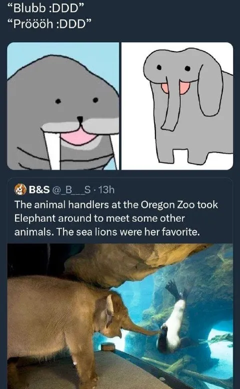 Elephant Meets Her Favorite Sea Lions