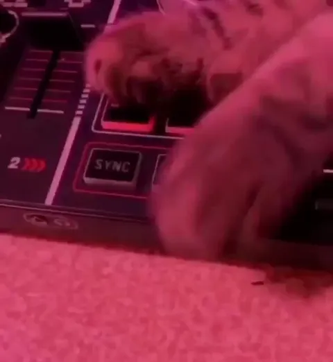 Кот-диджей под Purple Noise