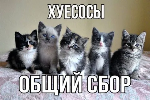 Хуесосы: общий сбор