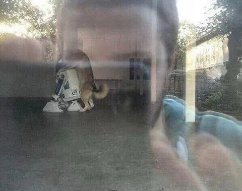 Кот и странный робот