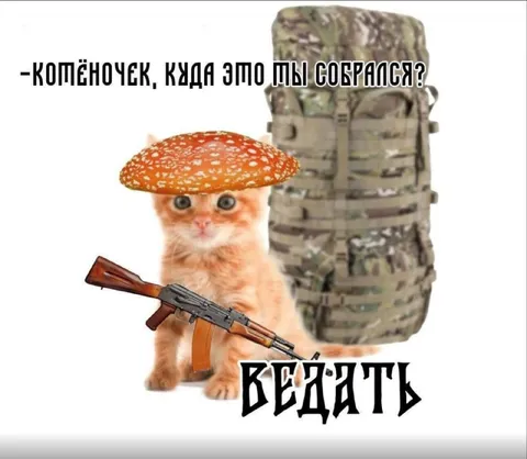 Котёнок собрался ведать