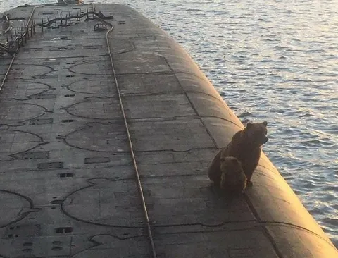 Коты на краю причала