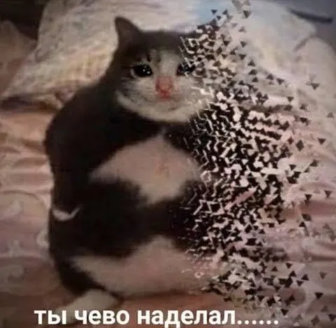Ты чево наделал, кот