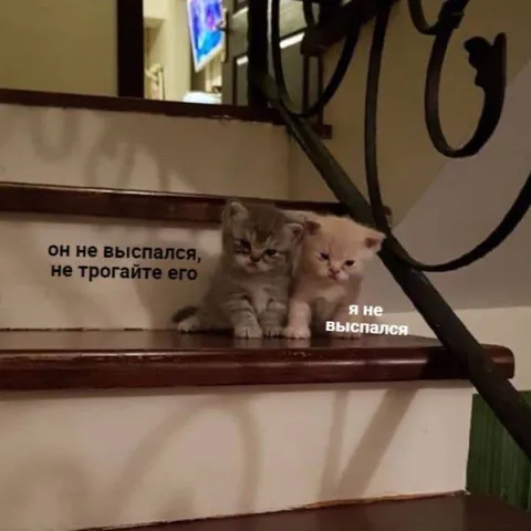 Котята не выспались