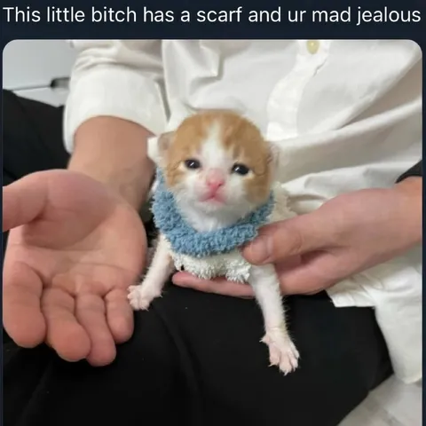 Jealous of the Scarf Cat