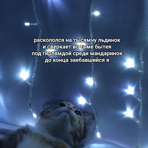 Заебавшийся кот под гирляндой