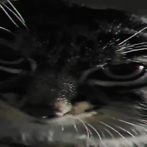 Anime Fiend Meets Shocked Cats