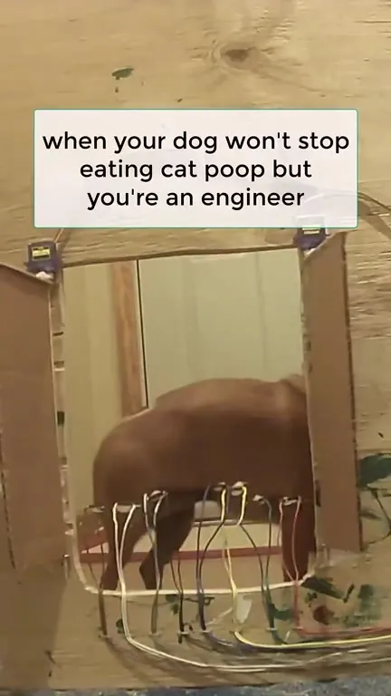 Engineer Builds Cat-Dog Door
