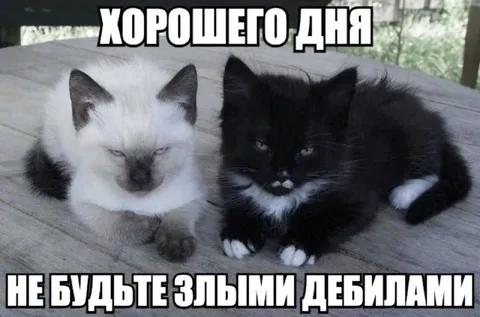 Котята желают доброго дня
