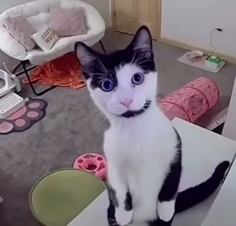 Кот с очень большими глазами