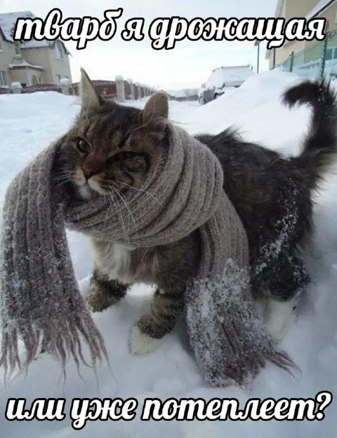 Кот в шарфе мёрзнет