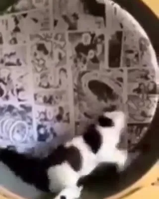 Кот бежит в колесе