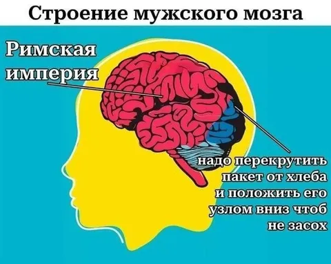 Строение мужского мозга