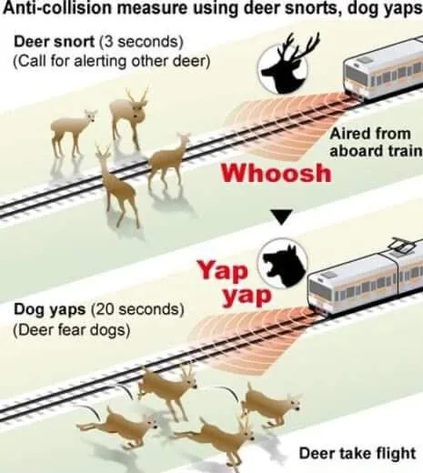 Deer Snorts and Dog Yaps