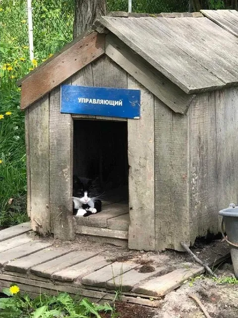 Кот управляющий будкой