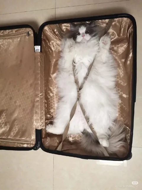 Кот в чемодане