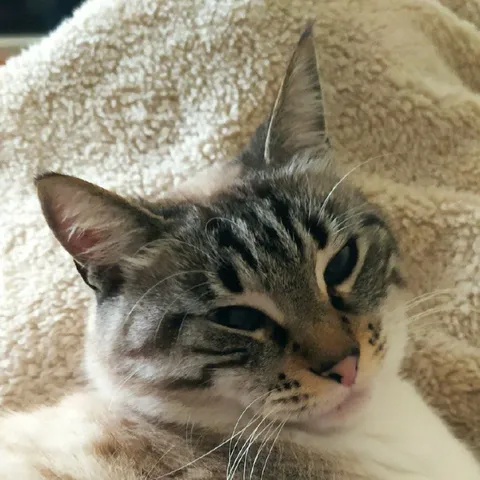Сонный недовольный кот