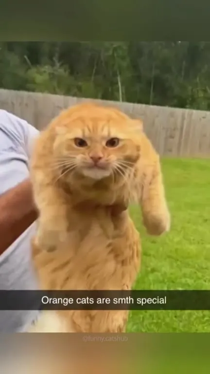 Funny Cats Compilation