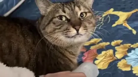 Не трогай кота