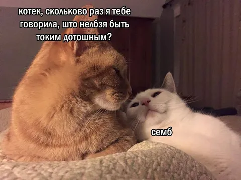 Котек и его дотошность