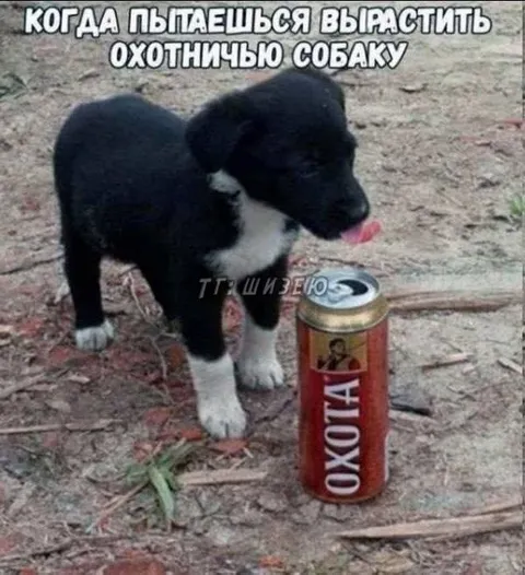 Вырастить охотничью собаку