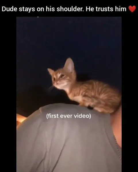 Tiny Kitten Trusts His Human