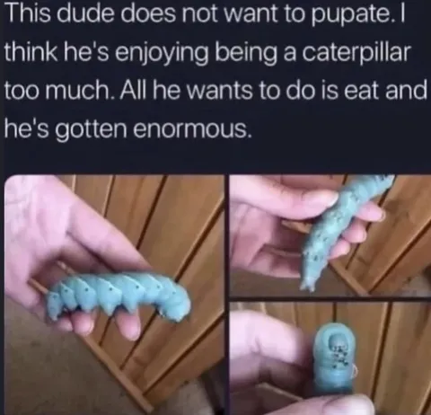 Caterpillar Too Big to Pupate