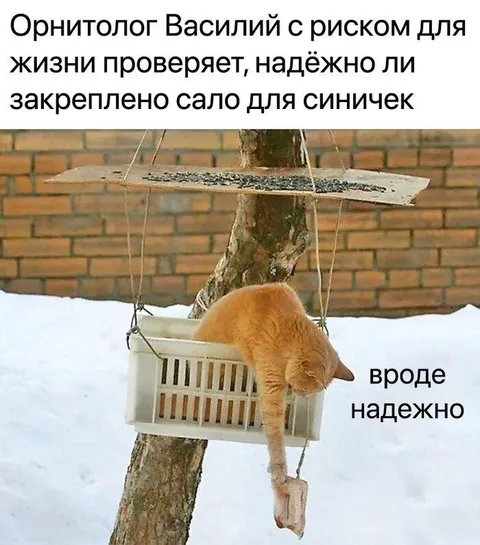 Сало для синичек на проверку