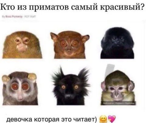 Самый красивый примат