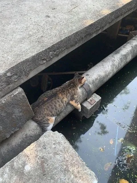 Кот на трубе над водой