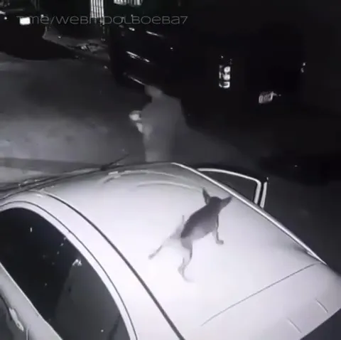 Кот крадётся по машине