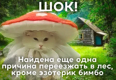 Кот-гриб в лесной избушке