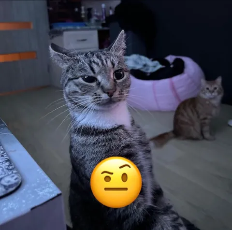 Недовольный кот с эмодзи