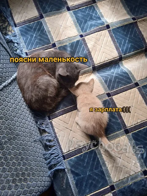 Поясни маленкость, я зарплата
