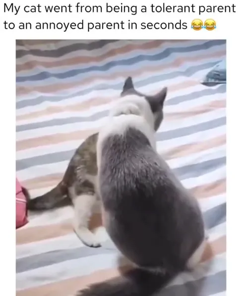 Cat Loses Patience With Kitten