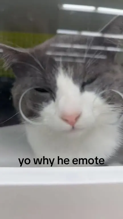 Cat Emotes Behind Glass