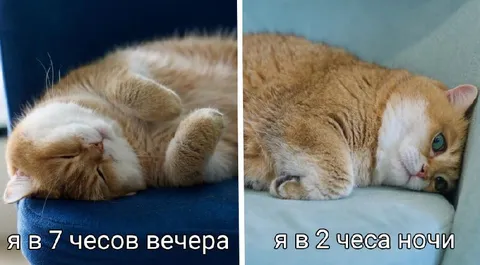 Кот в семь вечера и ночью