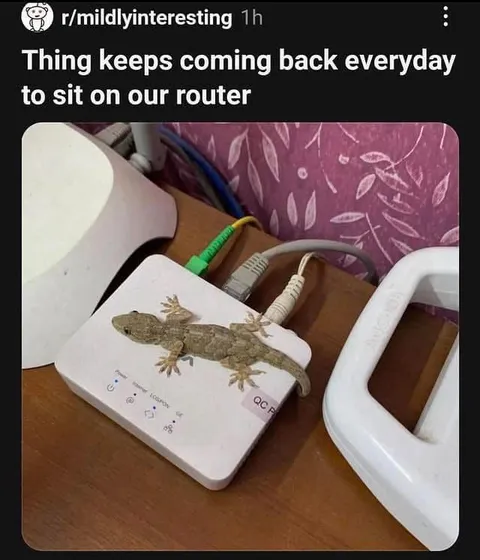 Lizard Sits on the Router