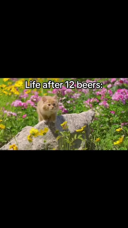 Life After 12 Beers Cat Walk