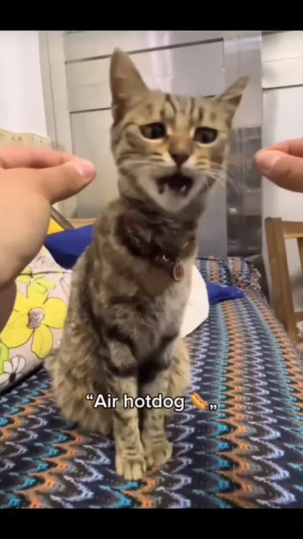 Cat Realizes Air Hotdog