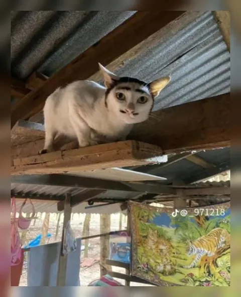 Кот с человеческим лицом