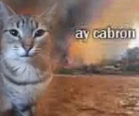 Av cabrio cat