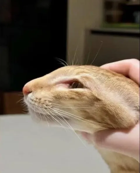 Кота растянули за щёки