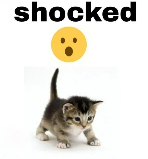 Shocked Kitten Reaction