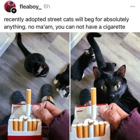 Cats Begging for a Cigarette