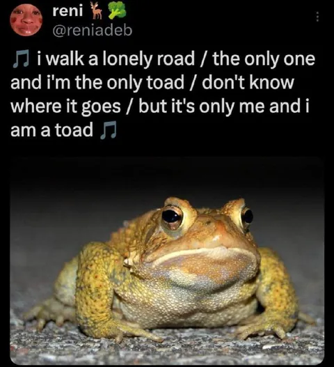 Lonely Toad Walking Alone