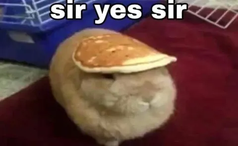 Sir Yes Sir Pancake Cat